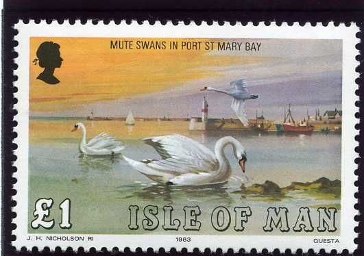 Mute Swan (Cygnus olor), Bay of Port St. Mary