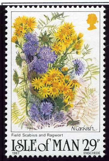 Field scabious (Knautia arvensis), Ragwort (Senecio jacobaea