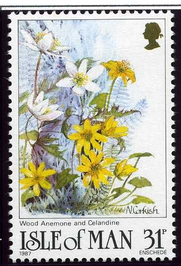 Wood anemone (Anemone nemorosa), Celandine (Ranunculus ficar