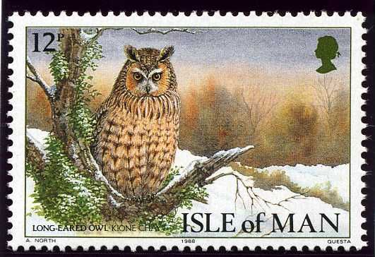 Long-eared Owl (Asio otus)