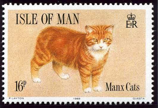 Ginger cat