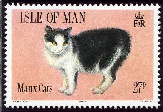 Black and white cat