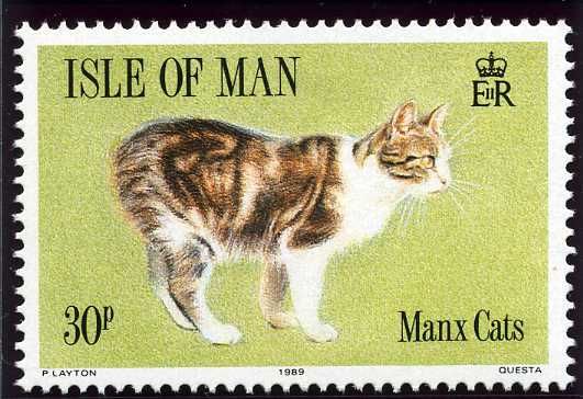 Tortoiseshell and white cat