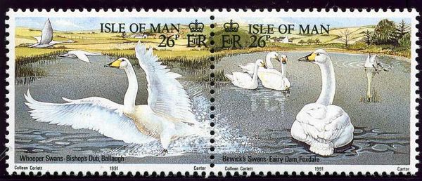 Bewick's swan (Cygnus bewickii), Eairy Dam, Foxdale