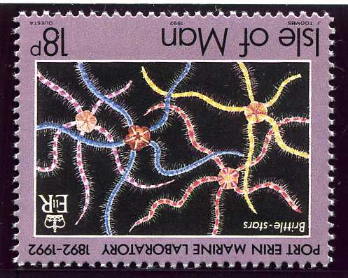 Common Brittle Star (Ophiothrix fragilis)