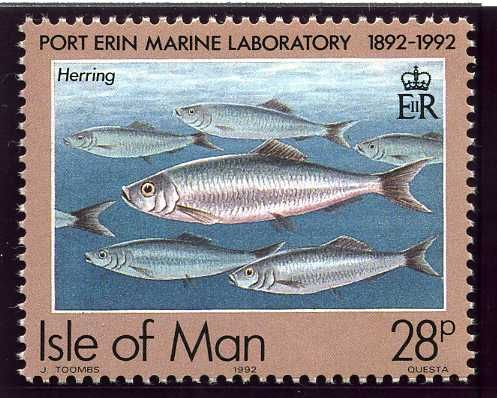Atlantic Herring (Clupea harengus)