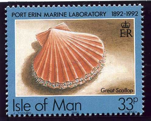Great Scallop (Pecten maximus)