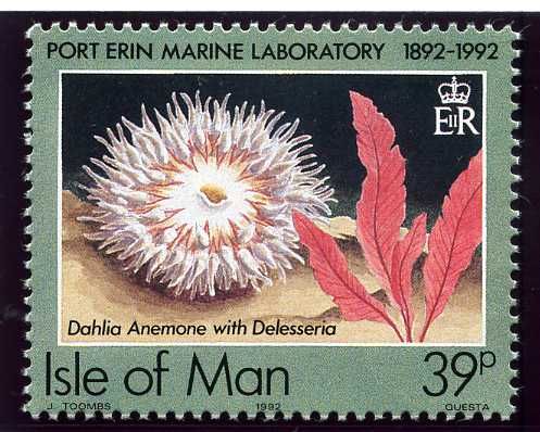 Dahlia Anemone (Urticina felina), Delesseria