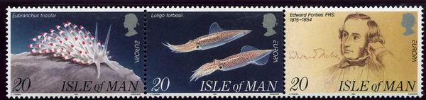 Veined Squid (Loligo forbesii)
