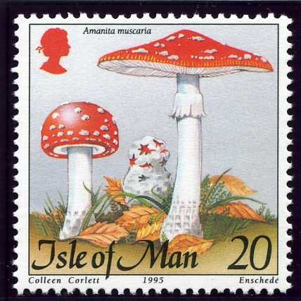 Amanita muscaria