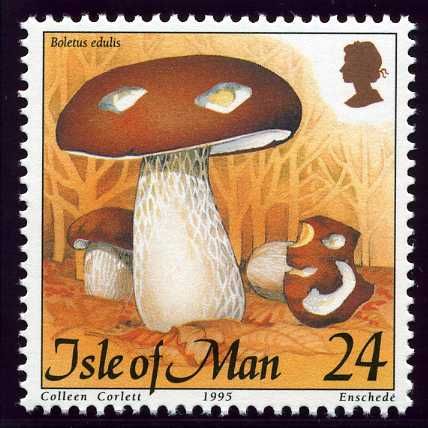 Boletus edulis