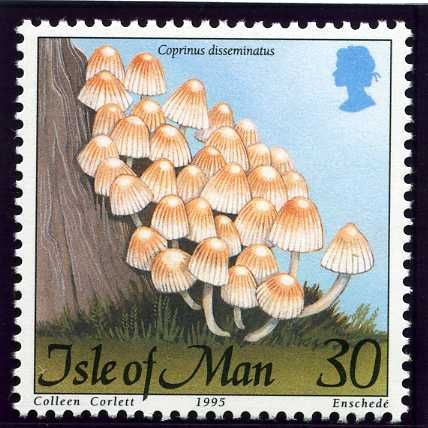 Coprinus disseminatus