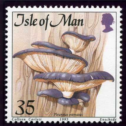 Pleurotus ostreatus