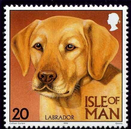 Labrador Retriever (Canis lupus familiaris)