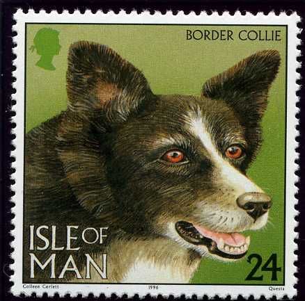 Border Collie (Canis lupus familiaris)