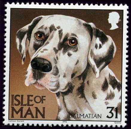 Dalmatian (Canis lupus familiaris)