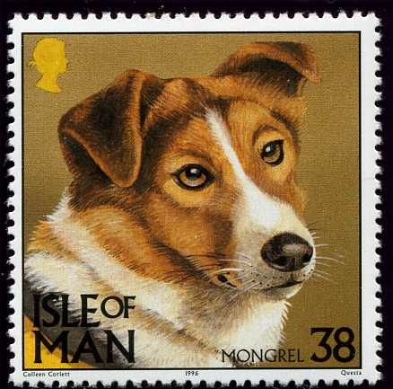 Mongrel (Canis lupus familiaris)