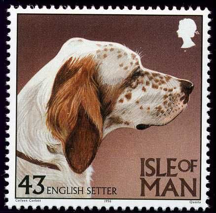 English Setter (Canis lupus familiaris)
