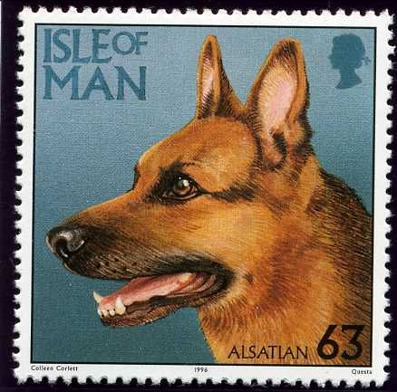 German Shepherd (Canis lupus familiaris)