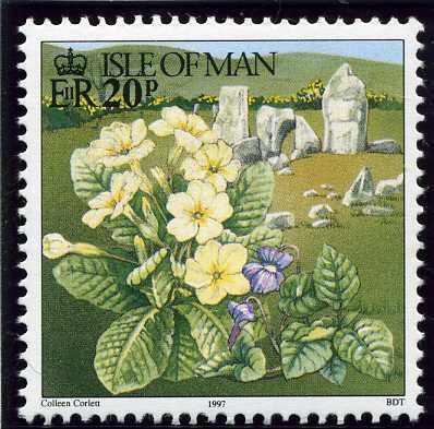 Primroses (Primula vulgaris) and Cashtyl na Ard