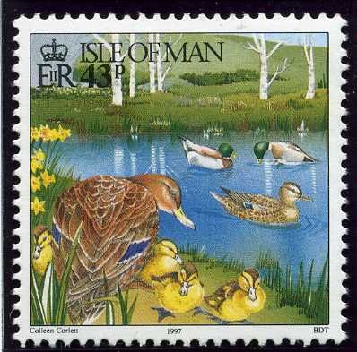 Daffodils, Mallard (Anas platyrhynchos) and Ducklings