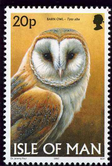 Western Barn Owl (Tyto alba)
