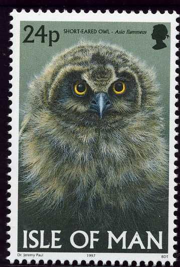 Short-eared Owl (Asio flammeus)