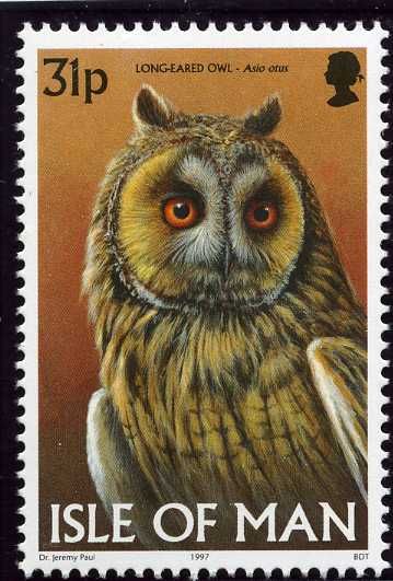 Long-eared Owl (Asio otus)