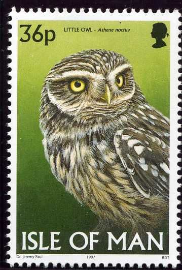 Little Owl (Athene noctua)