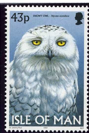 Snowy Owl (Bubo scandiacus)