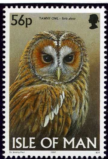 Tawny Owl (Strix aluco)