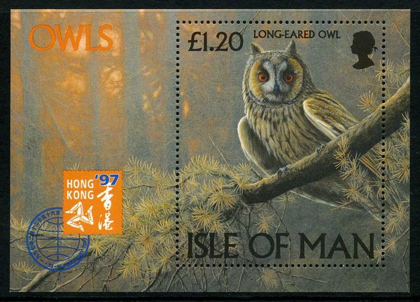 Long-eared Owl (Asio otus)