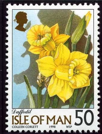 Daffodil