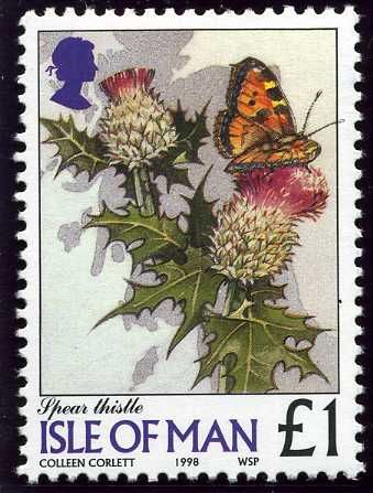 Spear Thistle