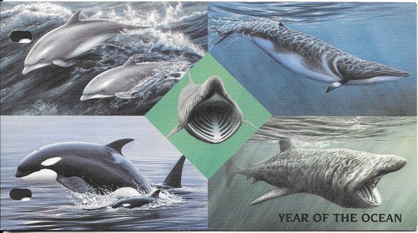 Common Bottlenose Dolphin (Tursiops truncatus)