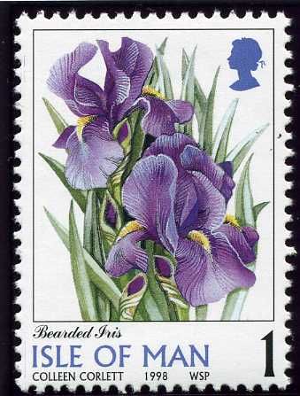 Bearded Iris