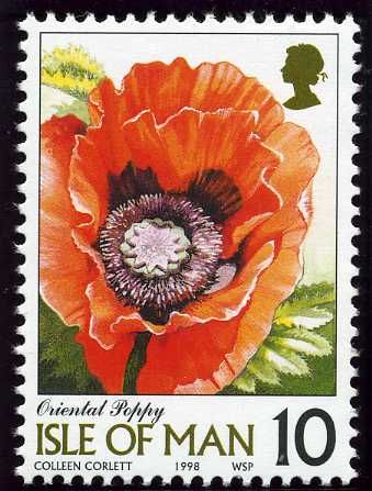 Papaver orientale