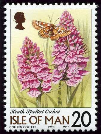 Heath Spotted Orchid (Dactylorhiza maculata)