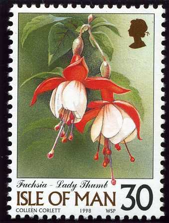 Fuchsia - Lady Thumb
