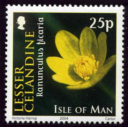 Lesser Celandine (Ranunculus ficara)