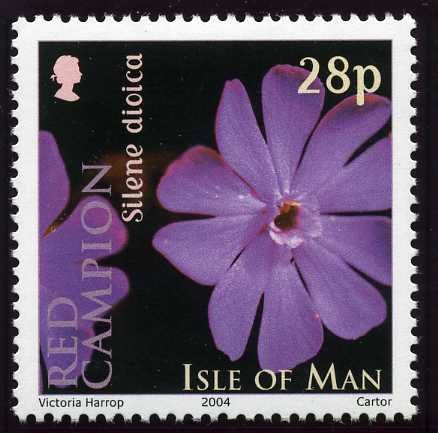 Red Campion (Silene dioica)