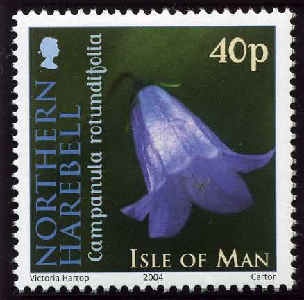 Northern Harebell (Campanula rotundifolia)