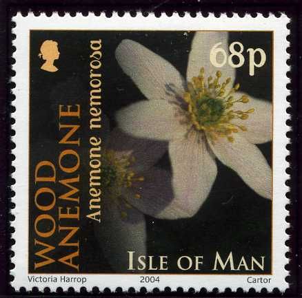 Wood Anemone (Anemone nemorosa)