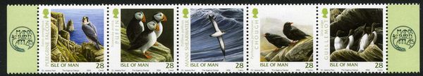 Common Murre (Uria aalge)