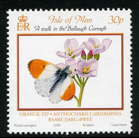 Orange Tip (Anthocharis cardamines)