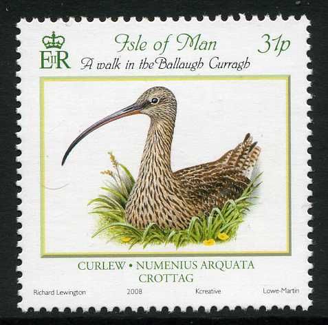 Eurasian Curlew (Numenius arquata)