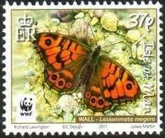 Wall Butterfly (Lasiommata megera)