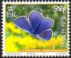 Common Blue (Polyommatus icarus)