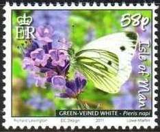 Green-veined White (Pieris napi)