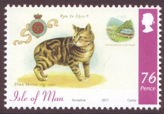 Tabby Manx Cat (Felis silvestris catus)